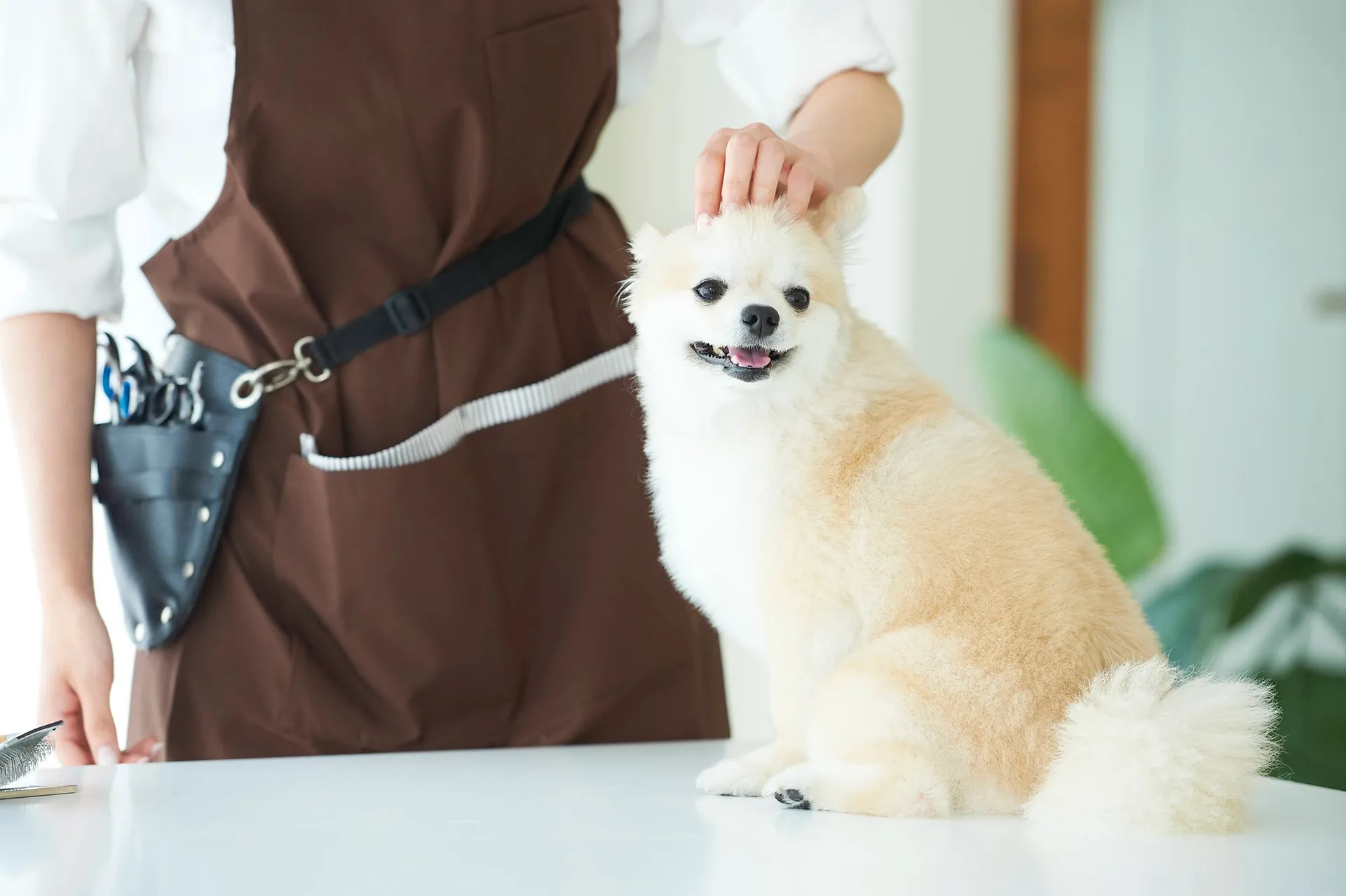 有限会社アサップ